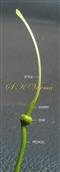  Pistil
